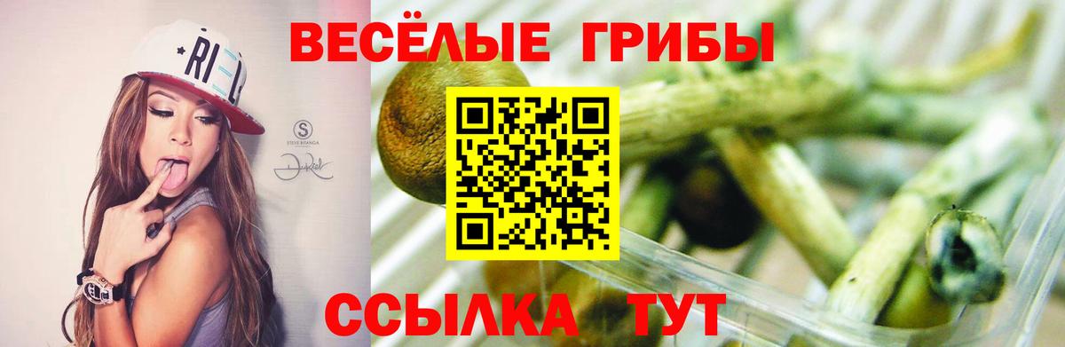 Псилоцибиновые грибы Psilocybe Муравленко